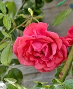 IMG_20260621_142711.jpg