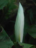 DSCN9959~2.JPG