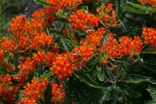 P1000201.JPG