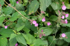 P1000118.JPG