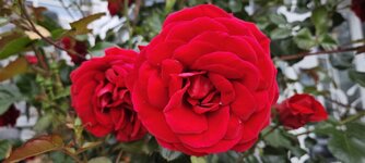 IMG_20260624_161025.jpg