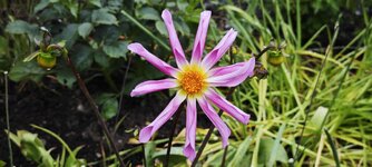 IMG_20260626_140533.jpg