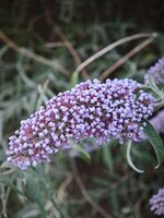 IMG_20260626_211956.jpg