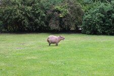 Duitsland-Hamburg ''Hagenbeck'' (19).JPG