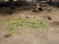 Duitsland-Hamburg ''Hagenbeck'' (24).JPG