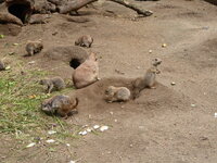 Duitsland-Hamburg ''Hagenbeck'' (25).JPG