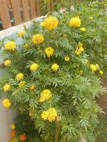 DSCN0425~2.JPG