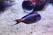 Duitsland-Hamburg ''Hagenbeck'' (32).JPG