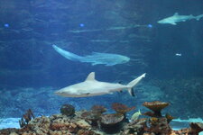 Duitsland-Hamburg ''Hagenbeck'' (33).JPG