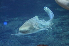 Duitsland-Hamburg ''Hagenbeck'' (34).JPG