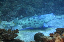 Duitsland-Hamburg ''Hagenbeck'' (35).JPG