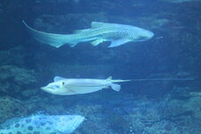 Duitsland-Hamburg ''Hagenbeck'' (36).JPG