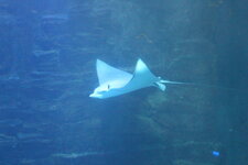 Duitsland-Hamburg ''Hagenbeck'' (37).JPG