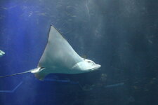 Duitsland-Hamburg ''Hagenbeck'' (39).JPG