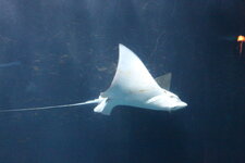 Duitsland-Hamburg ''Hagenbeck'' (40).JPG