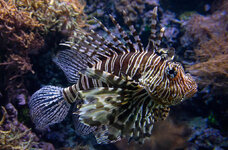 Duitsland-Hamburg ''Hagenbeck'' (41).jpg