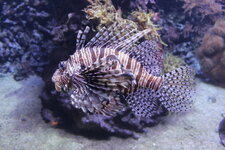Duitsland-Hamburg ''Hagenbeck'' (42).JPG
