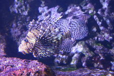 Duitsland-Hamburg ''Hagenbeck'' (43).JPG