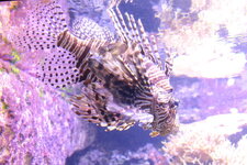 Duitsland-Hamburg ''Hagenbeck'' (44).JPG