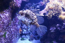 Duitsland-Hamburg ''Hagenbeck'' (45).JPG