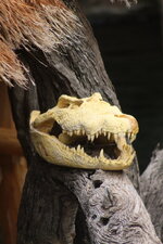 Duitsland-Hamburg ''Hagenbeck'' (48).JPG