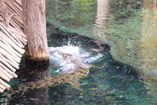 Duitsland-Hamburg ''Hagenbeck'' (51).JPG