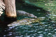 Duitsland-Hamburg ''Hagenbeck'' (52).JPG