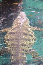 Duitsland-Hamburg ''Hagenbeck'' (53).JPG
