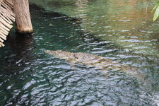 Duitsland-Hamburg ''Hagenbeck'' (54).JPG