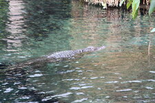 Duitsland-Hamburg ''Hagenbeck'' (57).JPG