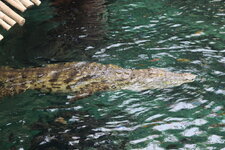 Duitsland-Hamburg ''Hagenbeck'' (58).JPG