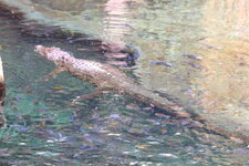 Duitsland-Hamburg ''Hagenbeck'' (59).JPG