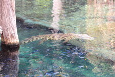 Duitsland-Hamburg ''Hagenbeck'' (60).JPG