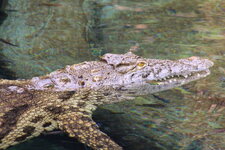 Duitsland-Hamburg ''Hagenbeck'' (61).JPG
