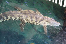 Duitsland-Hamburg ''Hagenbeck'' (62).JPG