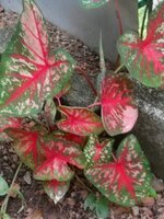 DSCN0198~2.JPG