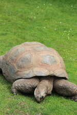 Duitsland-Hamburg ''Hagenbeck'' (66).JPG