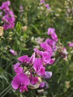 IMG_20260630_145703.jpg