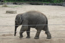 Duitsland-Hamburg ''Hagenbeck'' (71).JPG