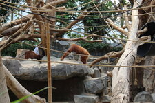Duitsland-Hamburg ''Hagenbeck'' (73).JPG