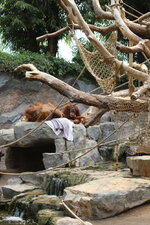 Duitsland-Hamburg ''Hagenbeck'' (74).JPG