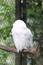 Duitsland-Hamburg ''Hagenbeck'' (79).JPG