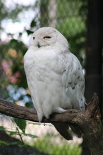 Duitsland-Hamburg ''Hagenbeck'' (80).JPG