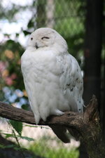 Duitsland-Hamburg ''Hagenbeck'' (81).JPG