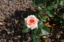 P1000143.JPG
