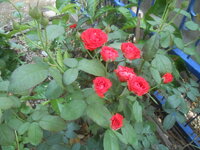 DSCN0991.JPG