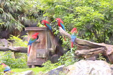 Duitsland-Hamburg ''Hagenbeck'' (88).JPG
