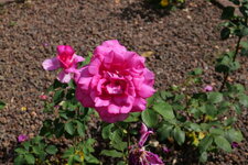 P1000145.JPG