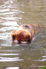 Duitsland-Hamburg ''Hagenbeck'' (94).JPG