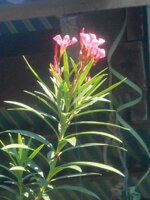 DSCN0754~3.JPG